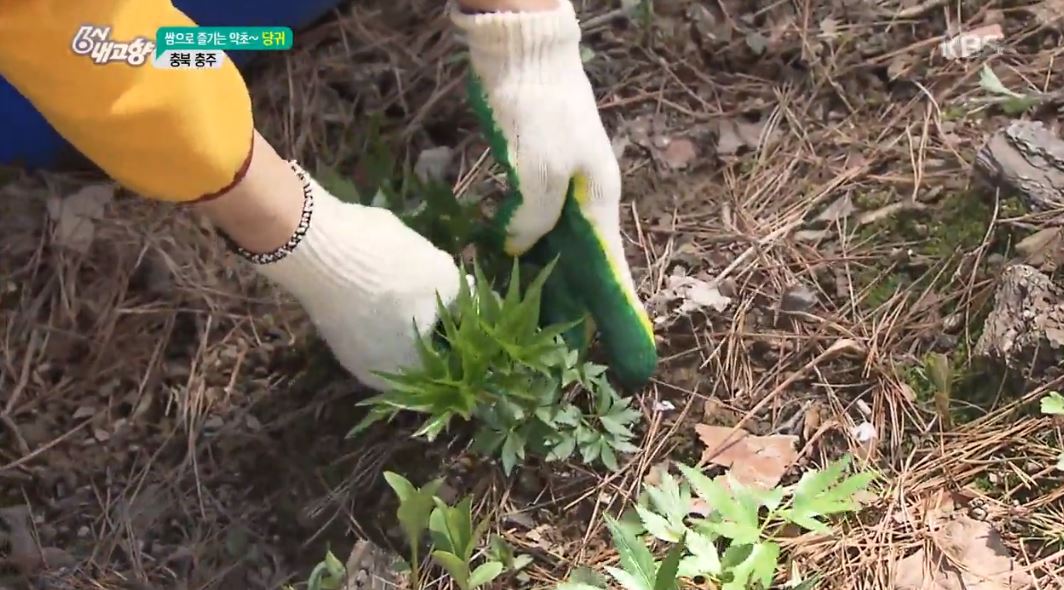 향만 맡아도 건강해지는 기분... ‘당귀’의 효능 당귀 잎으로 당귀차 만드는 방법 소개