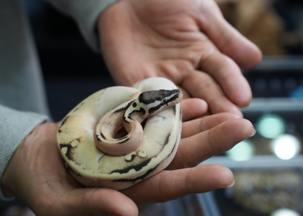 이색 동물 전시 관련 이미지